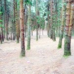 Pine Forest ( Cine Shooting Point ) Kodaikanal mntravelog