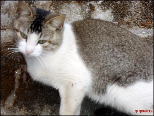 Favourite pet of kolkata :), Pineview nursery, kalimpong mntravelog