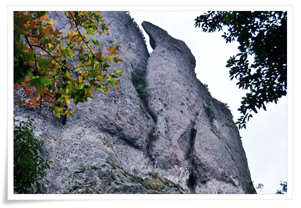 Bear-Climbing-on-Mountain,-YanDang-Mountain,-China,-MNTravelog