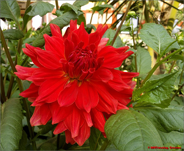 Flowers-sri-mayapur