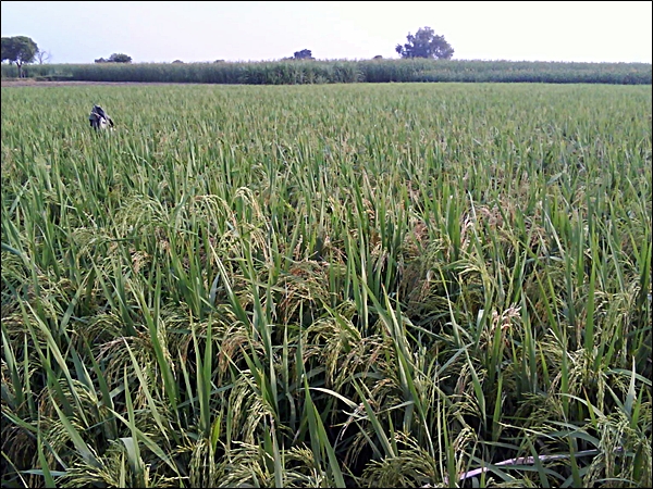 Grain fields