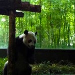 Shanghai-wild-animal-park-panda