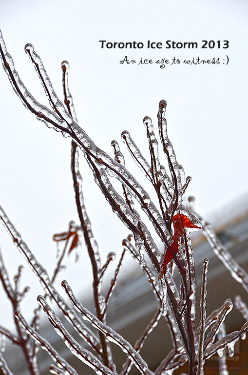 Toronto-Ice-storm-knockdown-MNTravelog